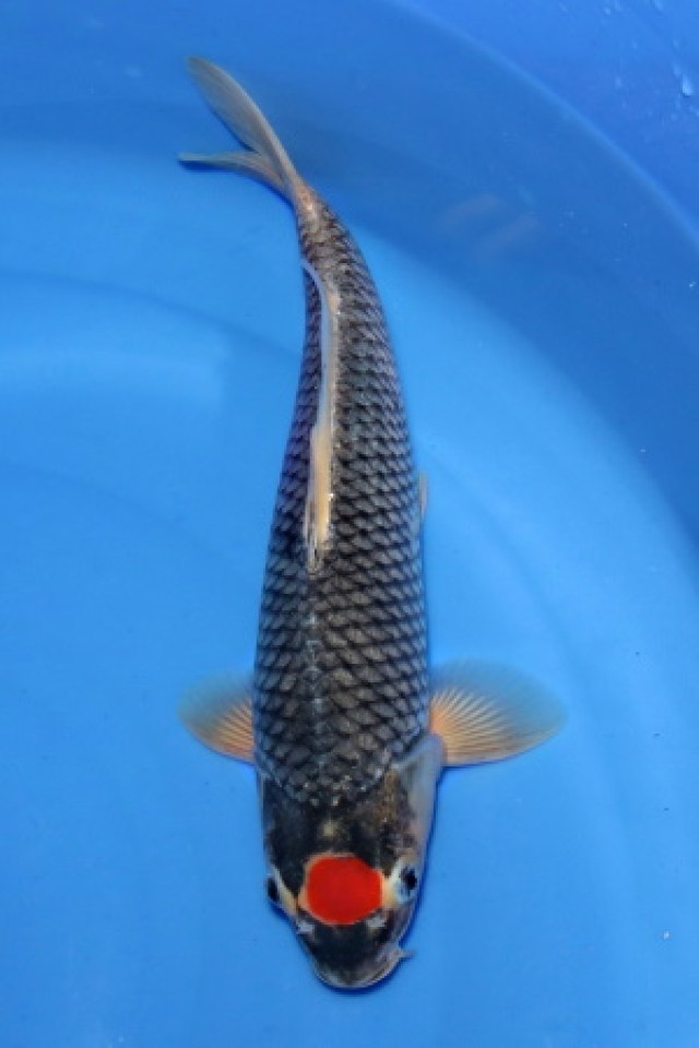 kat-Tancho Goshiki